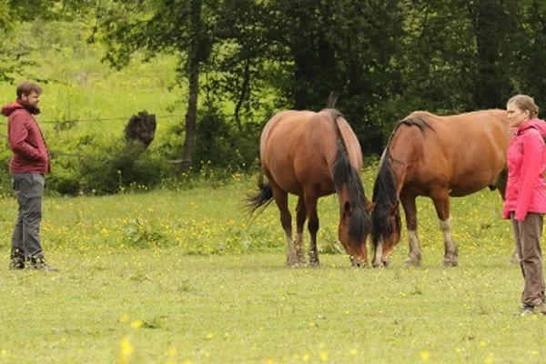 Cheval et pleine conscience à Rouen, leadership