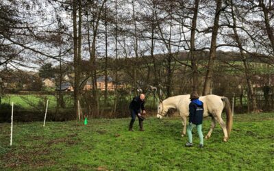 Galop vers l’Excellence : Développer un Leadership Agile avec l’Équicoaching